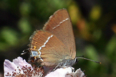 Satyrium spini